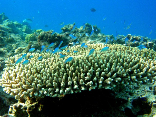 49- Poissons et coraux vivent en symbiose 